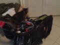 Кот проверяет колесо