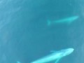 Rare images of blue whale feeding behavior