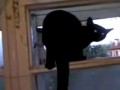кот гавкает