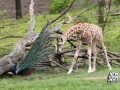 Giraffe and the peacock