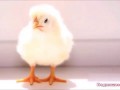 К чему снится цыпленок | СОННИК