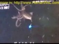 Exclusive World News GIANT SQUID January 2013