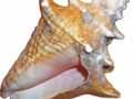 conchshell