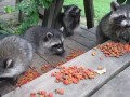 Five baby raccoons enjoy an afternoon snack