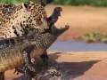 Ягуар напал на крокодила!
