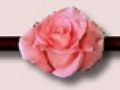 _8_arnusha