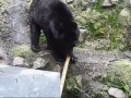 Медвежье кунг-фу