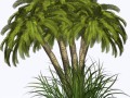 Пальмы с травой