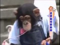 The monkey's name is Pakun. His dog is James. When they cross a river, I almost fell off
