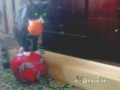 One cat two balls (Кот и два мяча)