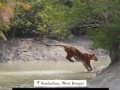 Прыжок тигра в длину может достигать более 5 метров