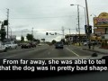 Blind Dog Living In A Trash Pile Gets Rescued