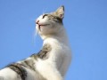 Коты паркурщики - Parcour cats