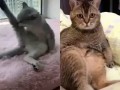подключил платный канал...