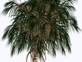 palmtree_05-2